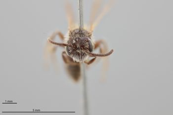 Media type: image;   Entomology 771283 Aspect: head frontal view